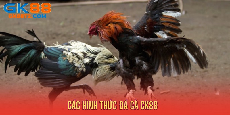 Các hình thức cá cược đá gà GK88