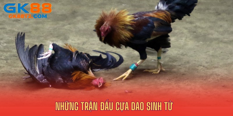 Cựa dao rất sắc bén