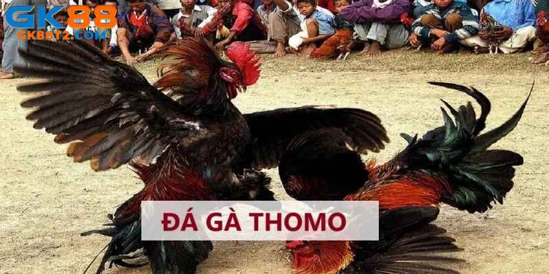 Đá Gà Thomo - Thánh Đường Giải Trí Kịch Tính, Hấp Dẫn
